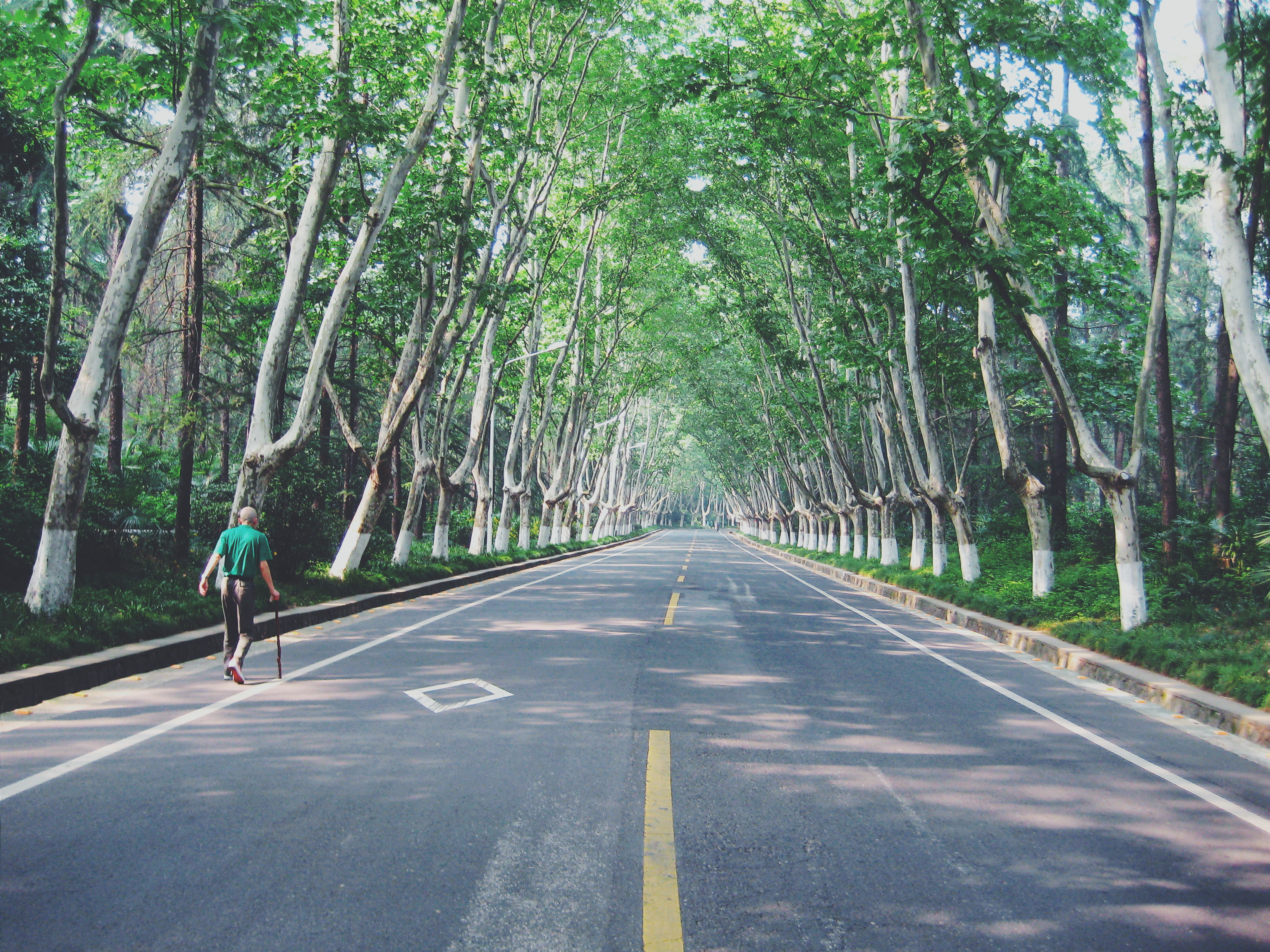 Улица шоссе. Пешеходная аллея. Деревья над дорогой. Длинная улица с деревьями. Singapore дорога деревья.